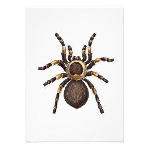 Tarantula Fotodruck