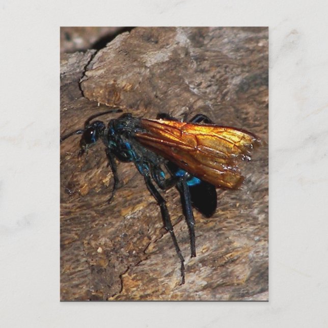 Tarantula Hawk Postkarte (Vorderseite)