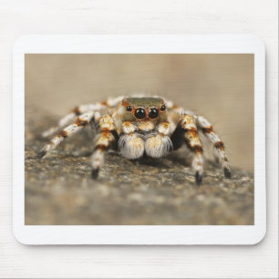 Tarantula Jumping Bird Spider phantastische Zubehö Mousepad