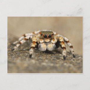 Tarantula Jumping Bird Spider phantastische Zubehö Postkarte