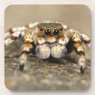 Tarantula Jumping Bird Spider phantastisches Zubeh Untersetzer