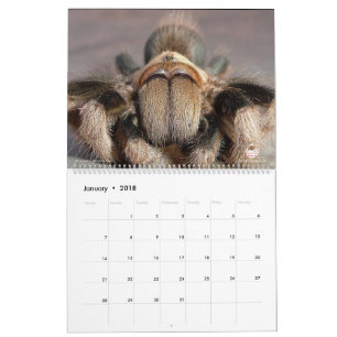Tarantula-Kalender für 2018 Kalender
