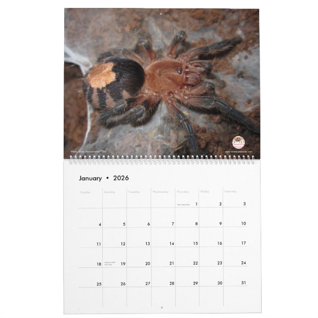 Tarantula-Kalender für 2018 Kalender (Jan 2026)