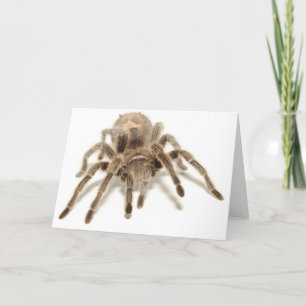 Tarantula Karte