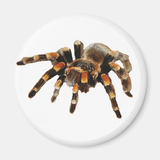 Tarantula Magnet (Vorne)