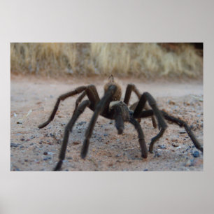 Tarantula Nah hoch Poster