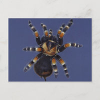 Tarantula Portrait