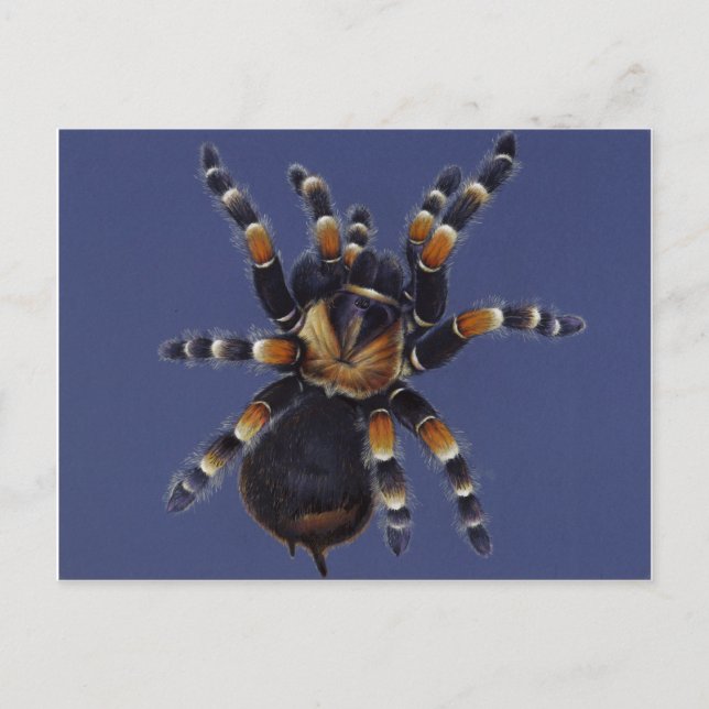 Tarantula Portrait Postkarte (Vorderseite)