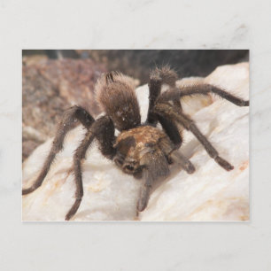 Tarantula Postkarte
