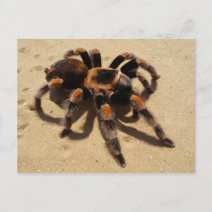 Tarantula Postkarte