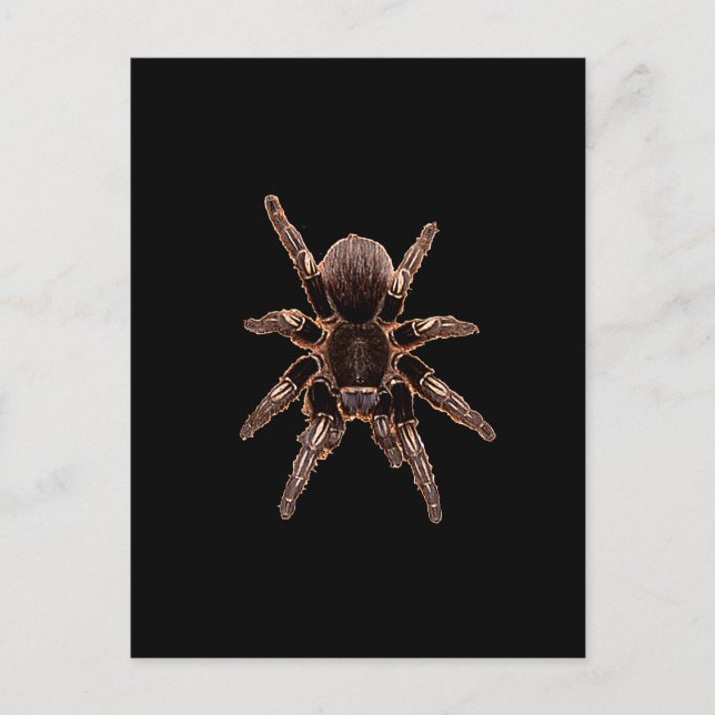 Tarantula Postkarte (Vorderseite)