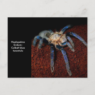 Tarantula Postkarte