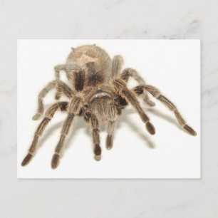 Tarantula Postkarte