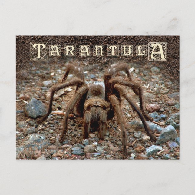 Tarantula Postkarte (Vorderseite)