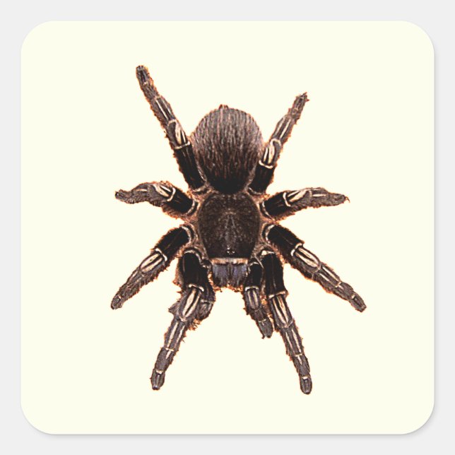 Tarantula Quadratischer Aufkleber (Vorderseite)
