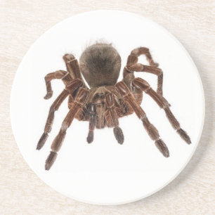 TARANTULA SANDSTEIN UNTERSETZER