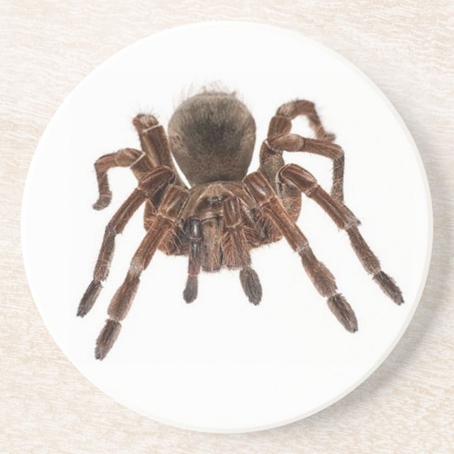 TARANTULA SANDSTEIN UNTERSETZER (Vorne)