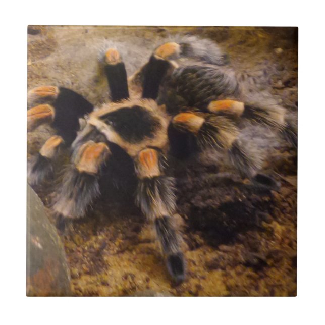 Tarantula Small (4,25" x 4,25") Keramik Foto Tile Fliese (Vorderseite)