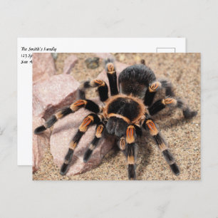 Tarantula Spider Postkarte