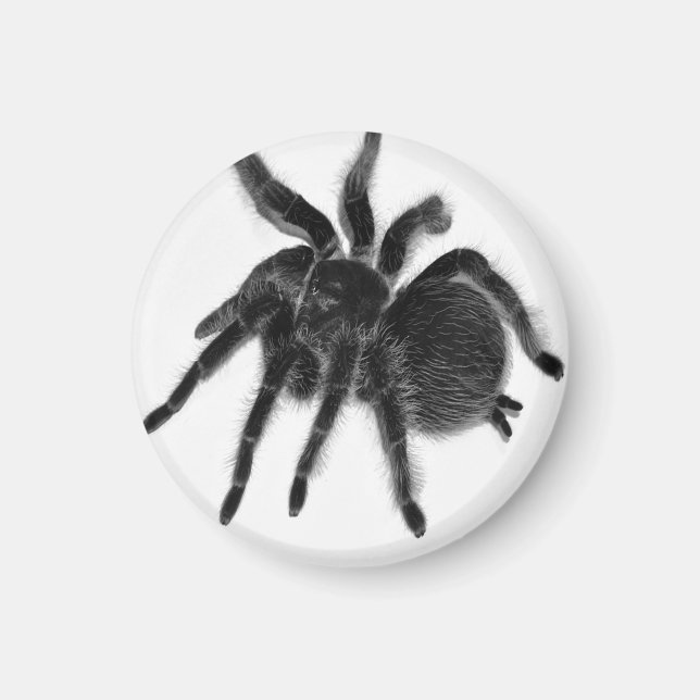 Tarantula Spider Schwarz-weiß Magnet (Vorne)