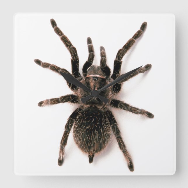 Tarantula Spider Wall Clock Quadratische Wanduhr (Vorderseite)