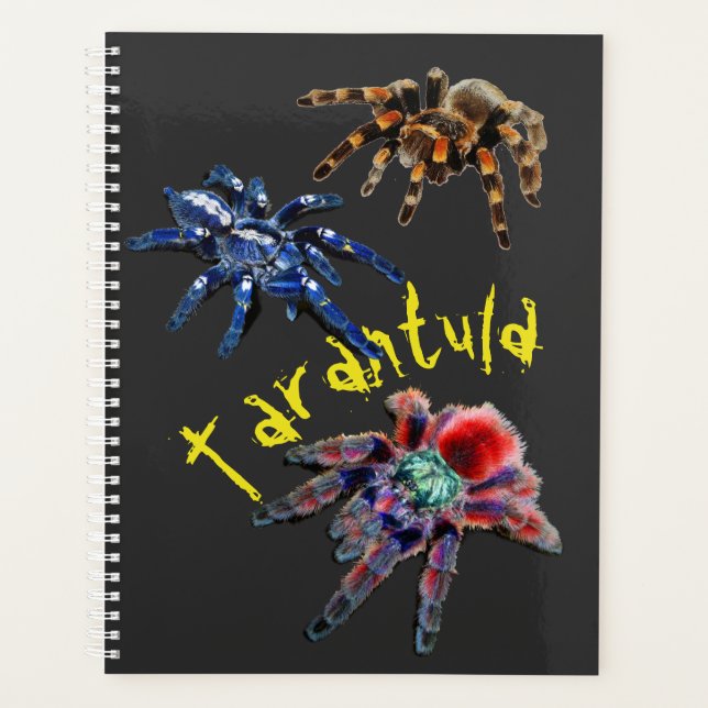 Tarantula-Spinne, blaue Spinne, rote Spinne, Spinn Planer (Vorderseite)