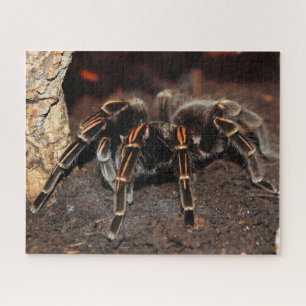 Tarantula-Spinne Puzzle