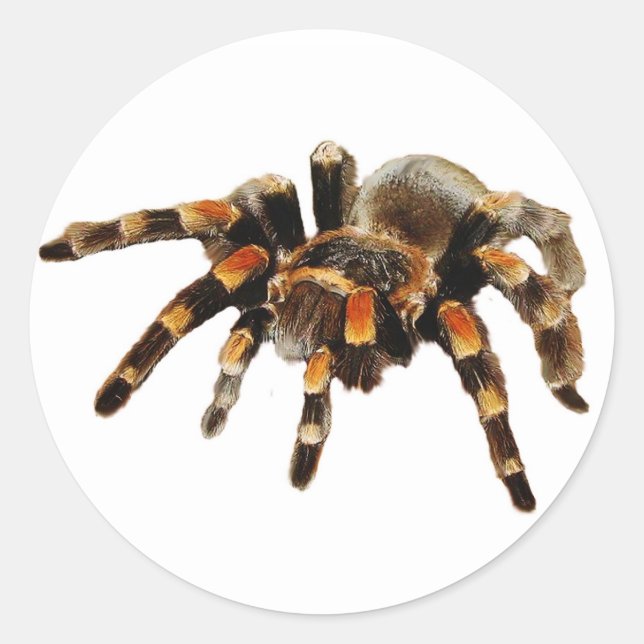 Tarantula-Spinne schwarz und orange Runder Aufkleber (Vorderseite)