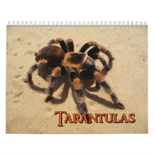 Tarantulas-Wandkalender Kalender