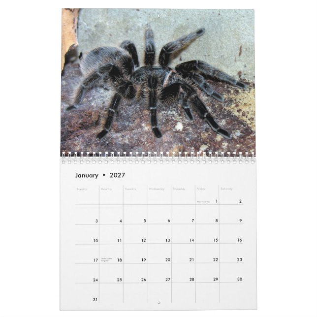Tarantulas-Wandkalender Kalender (Jan 2027)