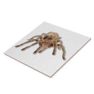 Tarantulaspinne 6x6 fliese