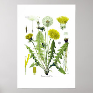 Taraxacum officinale (Löwenzahn) Poster