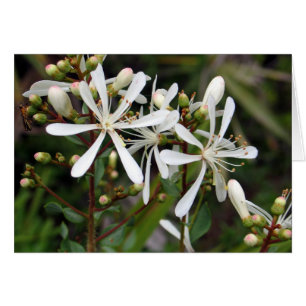 Tarflower
