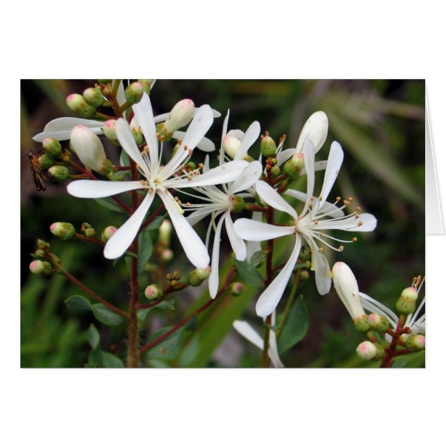 Tarflower (Vorderseite (Horizontal))