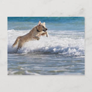 Tarifa, Cadiz, Analusien, Spinnenraum 2 Postkarte