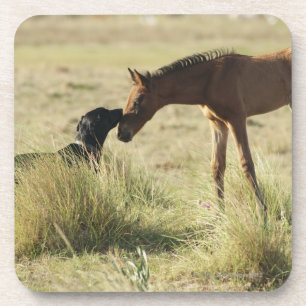 Tarifa, Cadiz, Andalusien, Spanien 2 Getränkeuntersetzer