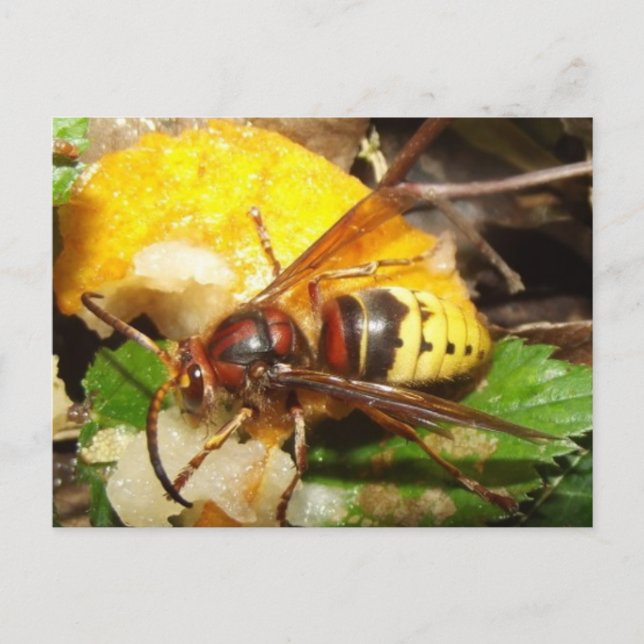 Tarjeta posta De Avispas Postkarte (Vorderseite)