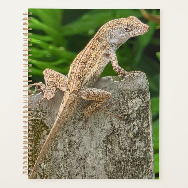 Tarnungsmeister Planer (Vorderseite)