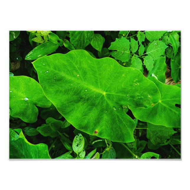 Taro Fotodruck (Vorne)