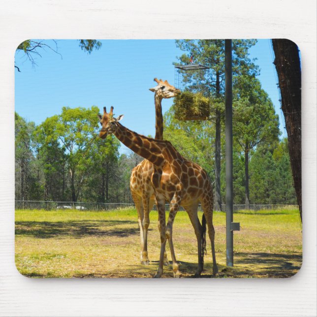 Taronga Western Plains Zoo Dubbo - Giraffen Mousepad (Vorne)