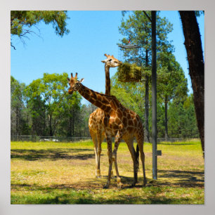 Taronga Western Plains Zoo Dubbo - Giraffen Poster