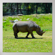 Taronga Western Plains Zoo Dubbo - Rhino