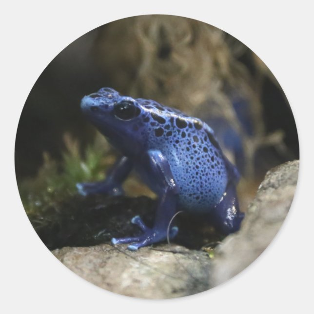 Tarot-Kartenhalterung für Blue Gift Arrow Runder Aufkleber (Vorderseite)