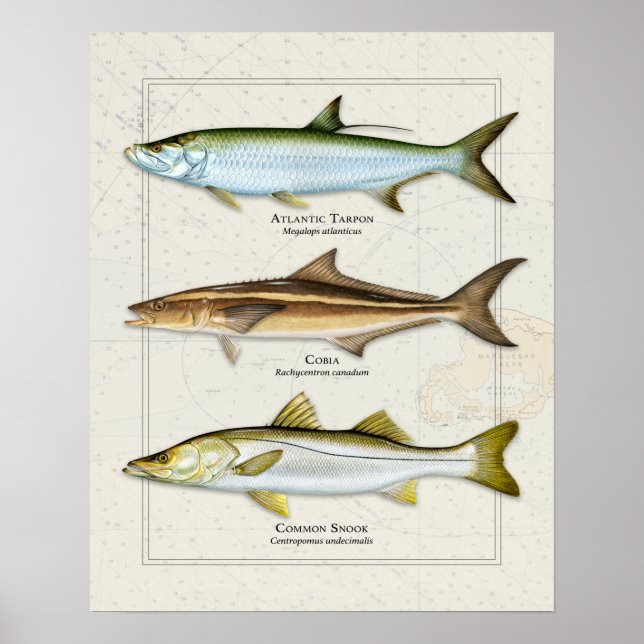 Tarpon, Cobia, Snook Trio Poster (Vorne)
