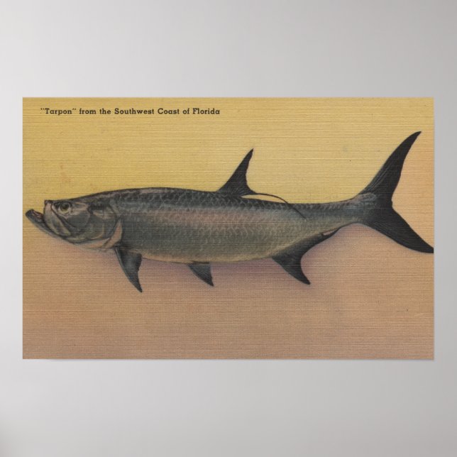 Tarpon Fisch von der SW-Küste Floridas Poster (Vorne)