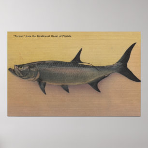Tarpon-Fische von Schalter-Küste von Poster