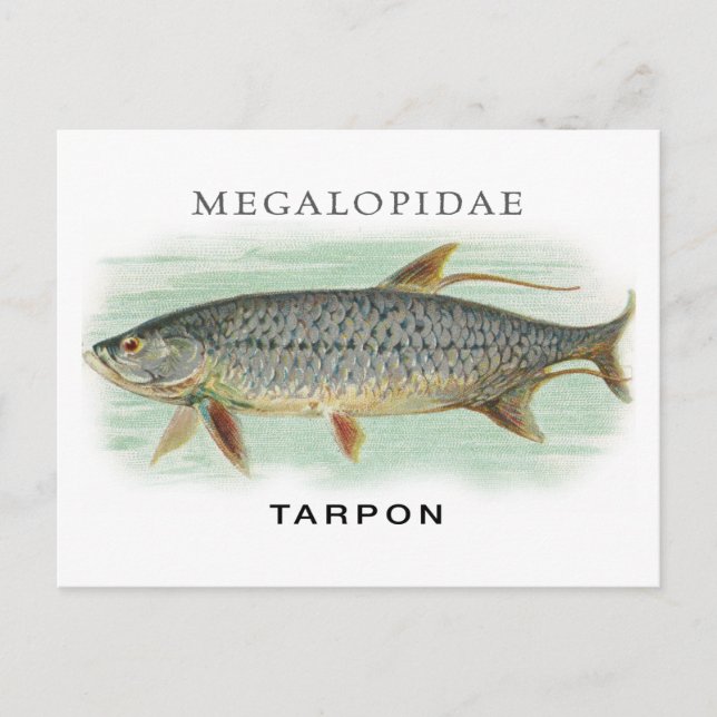 Tarpon Fischerei Vintage Fischdarstellung mit Name Postkarte (Vorderseite)