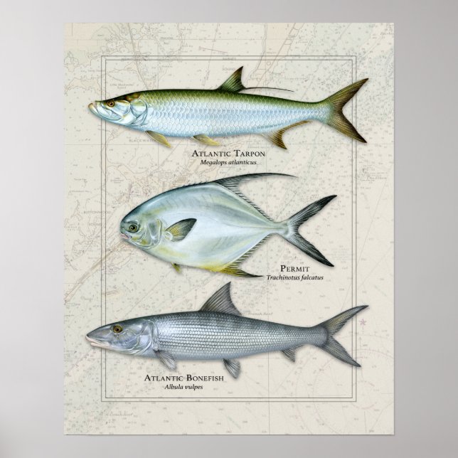 Tarpon, Genehmigung, Bonefish Trio Poster (Vorne)