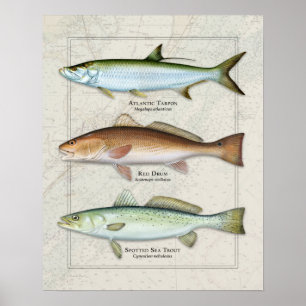 Tarpon, Red Drum, Sea Foreut Trio Poster