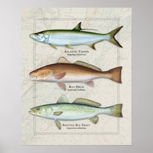 Tarpon, Red Drum, Sea Foreut Trio Poster (Vorne)